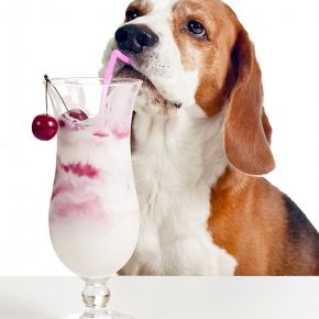Коктейль собака: состав, рецепты, пошаговое описание приготовления и правила употребления (95 фото + видео)
